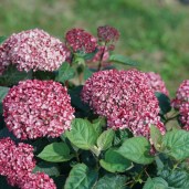 hydrangea_arborescens_invincibelle_garnetta_dsc07228 (2)